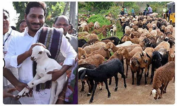 ఏపీ ప్రభుత్వం సంచలనం.. కాపరుల కోసం సరికొత్త పథకం.!