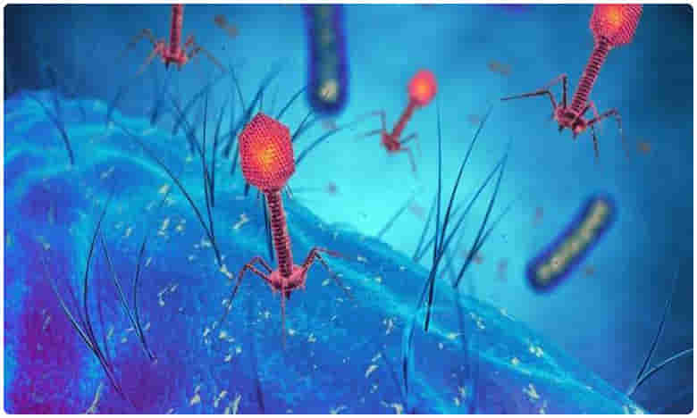 కర్ణాటకలో మంకీ ఫీవర్.. ఇద్దరు మృతి