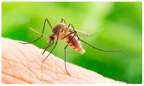 దోమకాటుతో కరోనా వైరస్ వ్యాప్తి చెందుతుందా..?