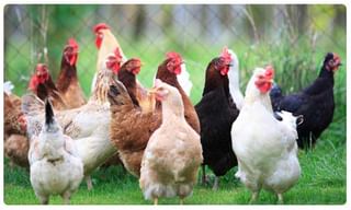 నీళ్లు ఎక్కువగా తాగితే బరువు తగ్గుతారా? ఎలాగంటే!