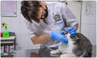 ఈ ‘బర్రె పిల్ల’ పాట నా బుర్రలోంచి పోవట్లేదు