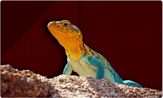 కర్ణాటకలో ఘోర రోడ్డు ప్రమాదం.. తెలంగాణ వాసుల మ‌ృతి