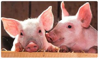 ఢిల్లీ ప్రభుత్వంపై బీజేపీ నేత కపిల్ మిశ్రా ఫైర్.. ఎందుకంటే ?