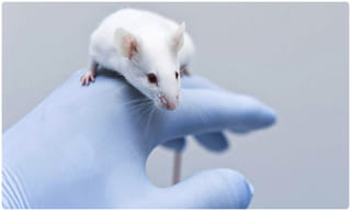 భారత్ :‌ మే నెల రెండో వారంలో పీక్‌ స్టేజీలోకి కరోనా.. !