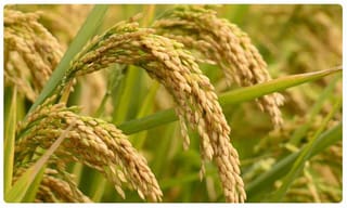 ‘నాలుగు ప్రశ్నలకు సమాధానమివ్వండి నిర్మలాజీ ‘! కాంగ్రెస్