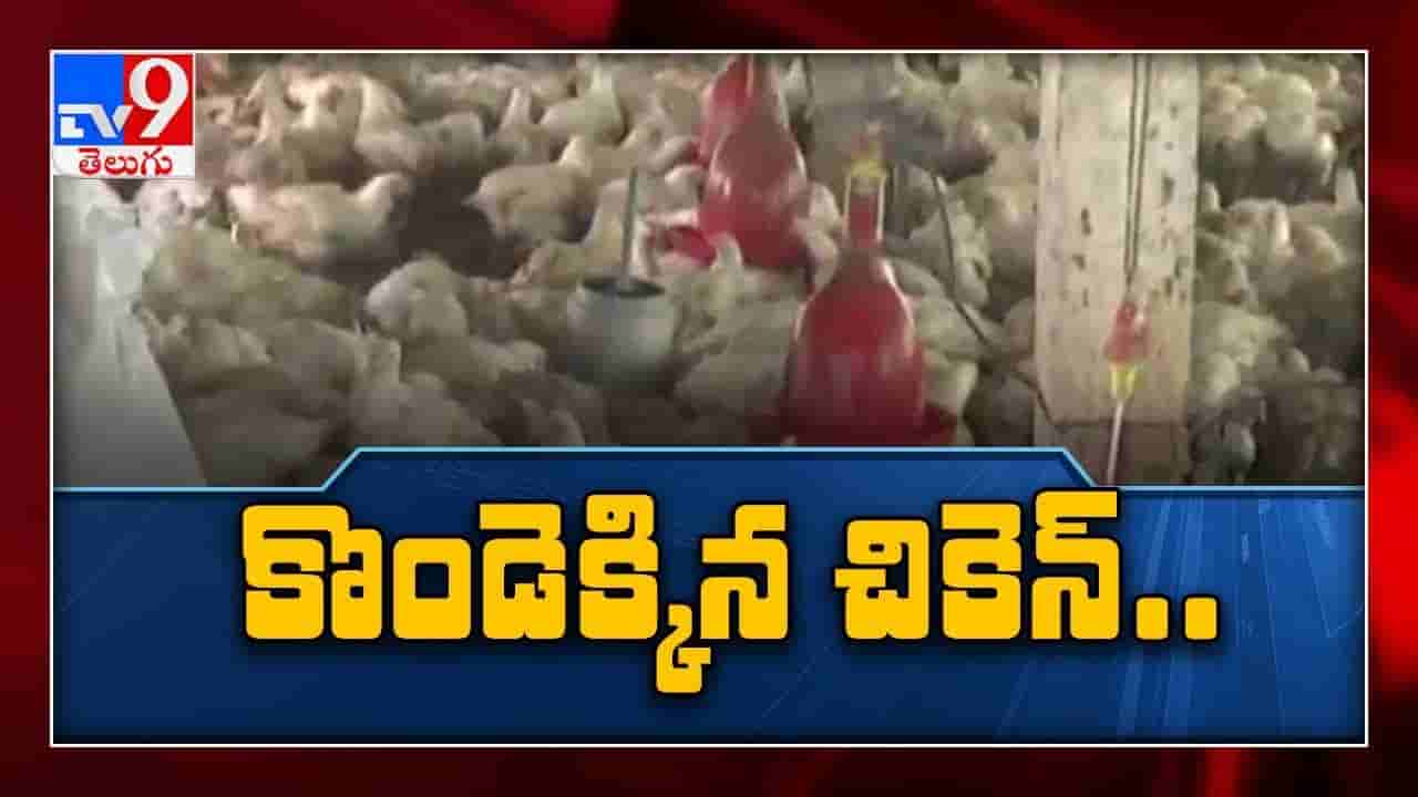 చికెన్ ధరలకు రెక్కలు