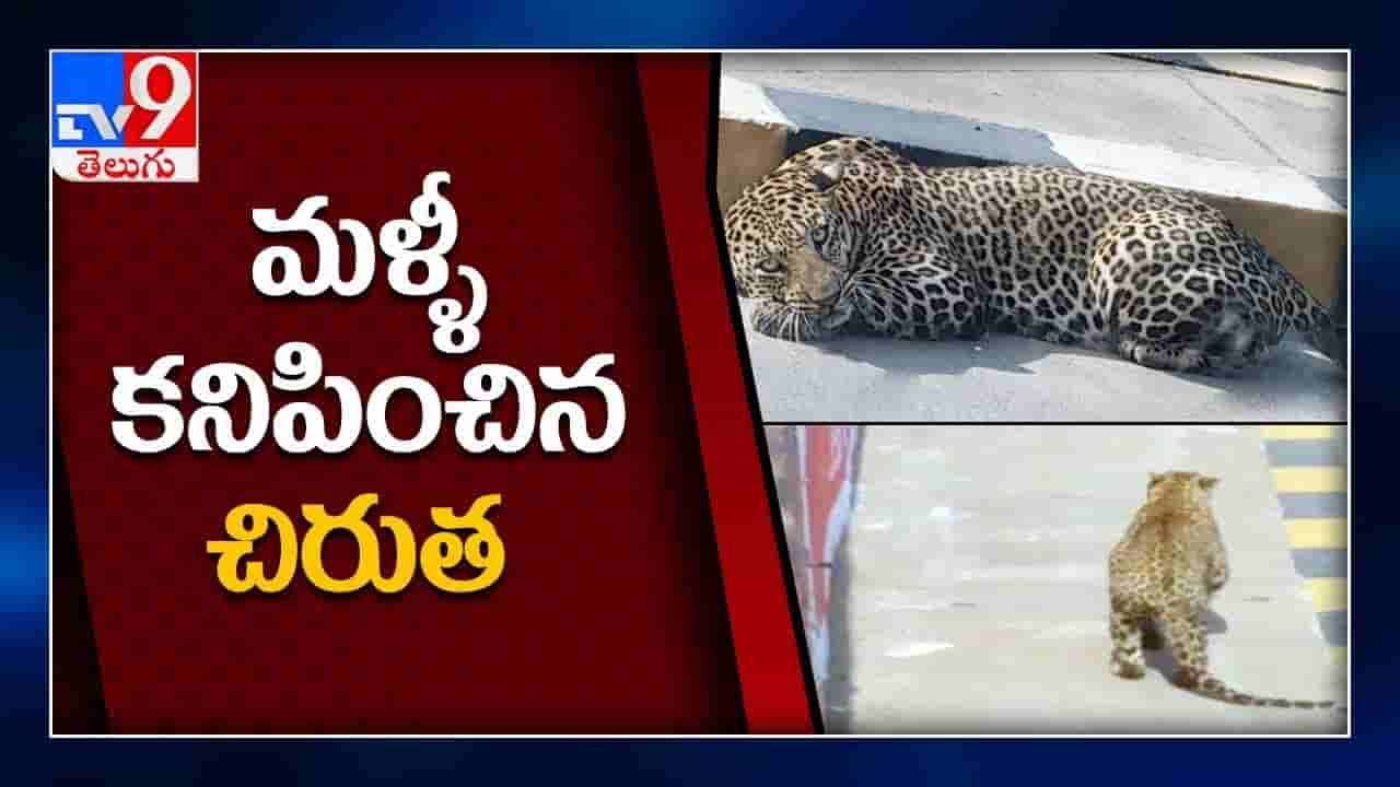 మళ్లీ కనిపించిన చిరుత