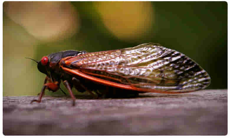 అమెరికాకు ఇక కీచురాళ్ళ బెడద !