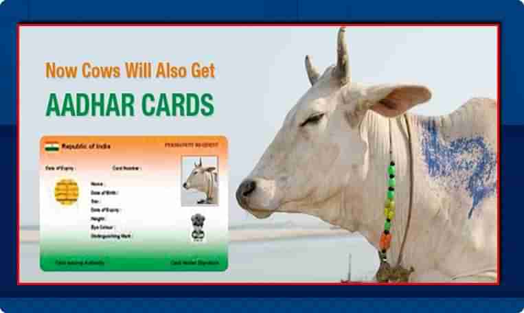 పశువులకూ ఆధార్ కార్డు.. పాడిపోషకుల రాయితీల కోసమేనా..?