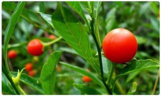 వాహనదారులకు గుడ్‌న్యూస్: సీజ్ చేసిన వెహికల్స్‌ విడుదలకు గ్రీన్ సిగ్నల్