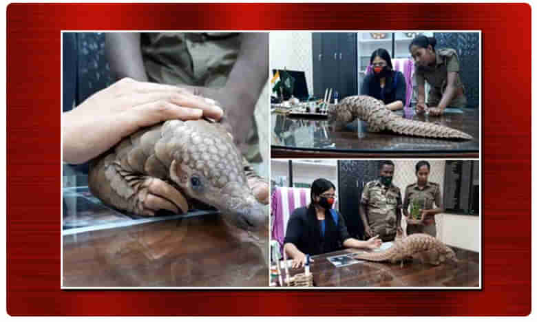 క్వారంటైన్ లో అలుగు.. కరోనా పరీక్షలు చేయనున్న వైద్యులు !