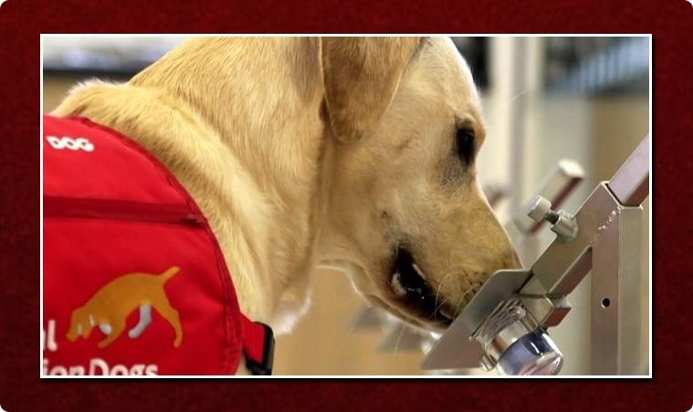 కరోనావైరస్ గుర్తిస్తానంటున్న జాగిలాలు .. !