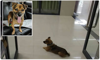 పునరుద్ధరించిన విమానాల్లో ప్రయాణికుల సందడి