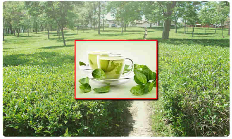 ఆ చాయ్.. హెచ్ఐవీ డ్రగ్స్ కంటే బెటర్.. కరోనాను కట్టడి చేస్తుంది