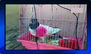 కుటుంబంపై కాల్పులు – ముగ్గరు మృతి, ఒకరి పరిస్థితి విషమం