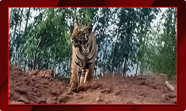 బెజ్జూర్ లో పెద్దపులి కలకలం