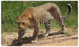 గుడ్ న్యూస్: కరోనాపై పోరులో మరో ముందడుగు.. ట్రయల్స్ సక్సెస్!