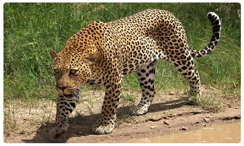 చిరుత జాడ దొరికేసింది.. ఎక్కడ ఉందంటే!