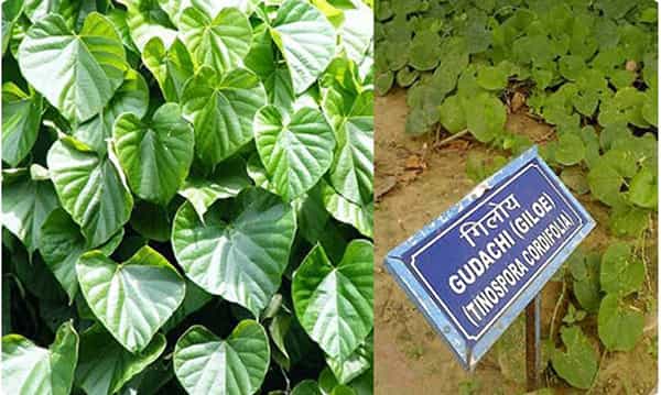 తిప్పతీగాలో దాగి ఉన్న ఆరోగ్య రహాస్యాలు