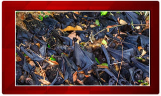 మహా “విలయం”.. ఒకే రోజు 97 మంది మృతి