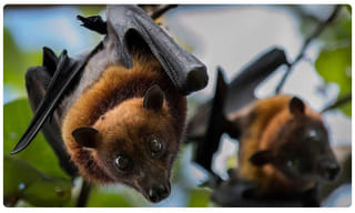 లాక్‌డౌన్‌ 3.0.. రెడ్‌ జోన్‌లలో సడలింపులు ఇవే..