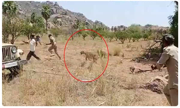 రెండు గంటలు... ముప్పుతిప్పలు పెట్టిన చిరుత