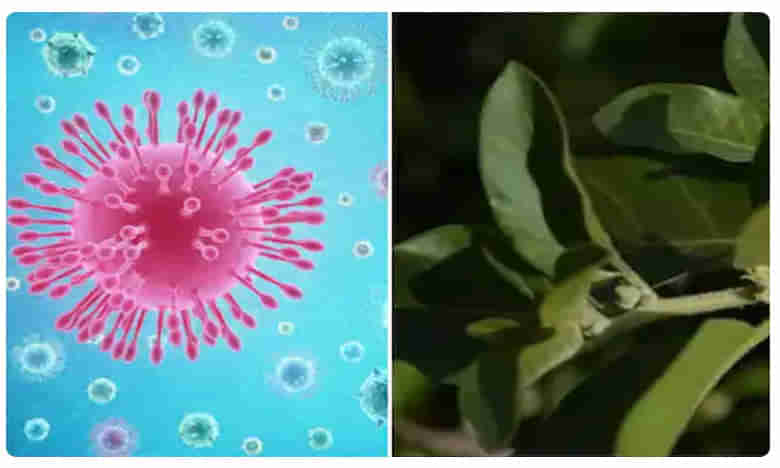 గుడ్న్యూస్: అశ్వగంధతో కరోనా నివారణ..!