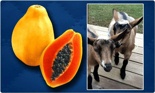 ఆ 4 జిల్లాల్లో లాక్‌డౌన్ మరింత కఠినం.. 