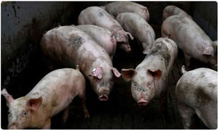 ఆవుకు మేత వేసి.. పేడ ఎత్తిన మెగా కోడలు..