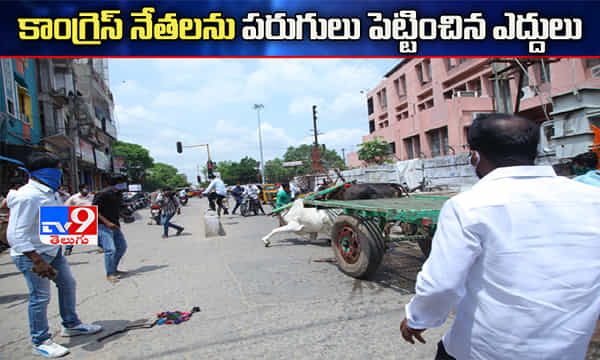 కాంగ్రెస్ కార్యకర్తలను పరుగులు పెట్టించిన ఎద్దులు..!
