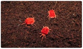 గిటారిస్ట్ మ్యూజిక్ కి రామచిలుకలు ఫిదా