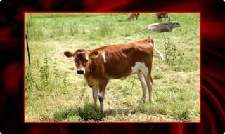 మొదటి రోజు రాత్రే శవమైన నవ దంపతులు