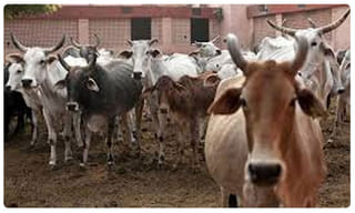 గుడ్ న్యూస్: కరోనాకి మందు దొరకినట్లేనా..?