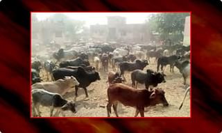 ఆస్పత్రిలో చేరిన కాంగ్రెస్ రాజ్యసభ ఎంపీ