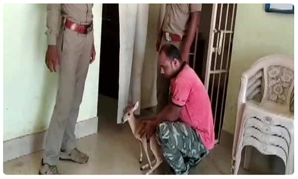 ఒడిషాలో అరుదైన జింకను రక్షించిన అటవీ శాఖ అధికారులు