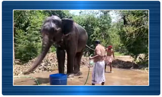 బావిలో నుంచి చిరుత పిల్లను రక్షించిన రెస్క్యూటీం