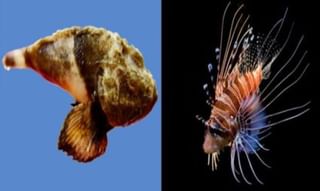 తొమ్మిదేళ్లుగా అన్నం మెతుకు ముట్టని బాలుడు.. అయినా చలాకీగానే..