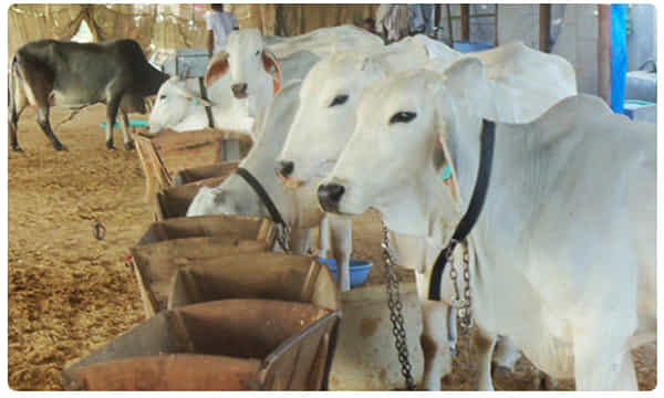 గ్రామీణ ఆర్థిక వ్యవస్థను బలోపేతం చేసేలా.. గోధన్ న్యాయ్ యోజన..!