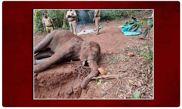 ఏనుగు హంతకులను పట్టిస్తే భారీ బహుమతి..హైదరాబాద్ వాసి ఆఫర్