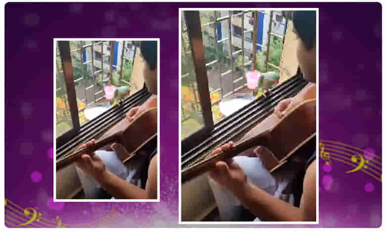 గిటారిస్ట్ మ్యూజిక్ కి రామచిలుకలు ఫిదా