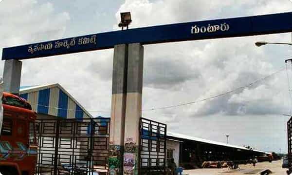 జూన్ 6 వరకు గుంటూరు మిర్చి యార్డు క్లోజ్...