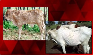 అమూల్‌ డైరీ ఖాతాను తొలగించిన ట్వీట్టర్..!