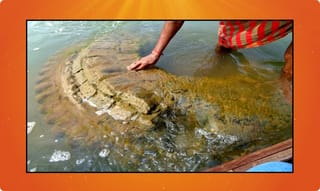 దేశంలో కోలుకుంటున్నవారి సంఖ్య పెరిగింది : కేంద్రం