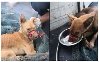 కరోనా మెడిసిన్: రోగనిరోధక శక్తిని పెంచే స్వీట్!