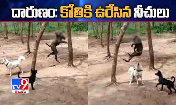 క్రూర ఘటన: కోతిని కుక్కలతో కరిపించి, ఉరేసిన నీచులు.. వీడియో వైరల్