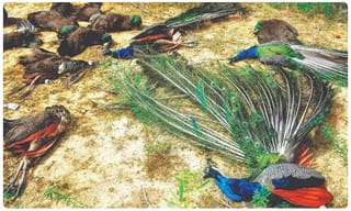 ‘దేశభక్తి  మీ సొత్తేమీ కాదు’.. బీజేపీపై కాంగ్రెస్ మండిపాటు