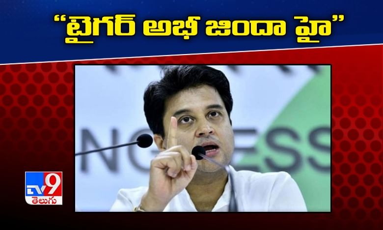 టైగ‌ర్ అభీ జిందా హై.. కాంగ్రెస్‌పై జ‌్యోతిరాదిత్య సింధియా ఫైర్‌‌..