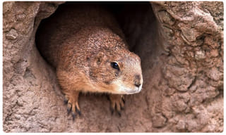 దుమ్మురేపుతున్న ‘రోపోసో’.. రెండు రోజుల్లోనే 2 కోట్లకు పైగా యూజర్లు..