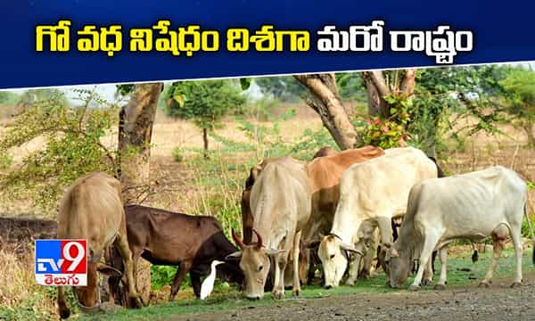 గో వధ నిషేధం దిశగా అడుగులు వేస్తున్న కన్నడ ప్రభుత్వం