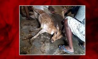 “టీ సెల్స్”తో కరోనాకి చెక్..?